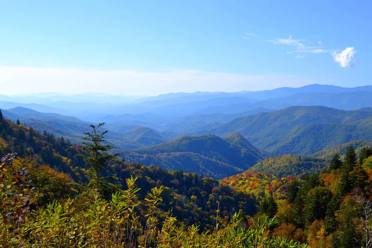 A wide view of a mountain range under a clear blue sky, accented by vibrant foliage in the foreground. The scene evokes a feeling of being immersed in nature, with possibilities for hiking, photography, and wildlife encounters.